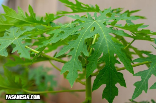 5 Manfaat Daun Pepaya